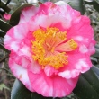 Dubonnet Variegated